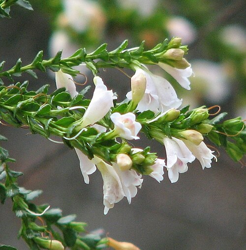 Eremophila brevifolia: Eremophila brevifolia , Maranoa Gardens, Balwyn, Victoria, Australia