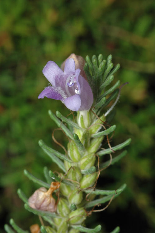 Eremophila caerulea: Eremophila caerulea