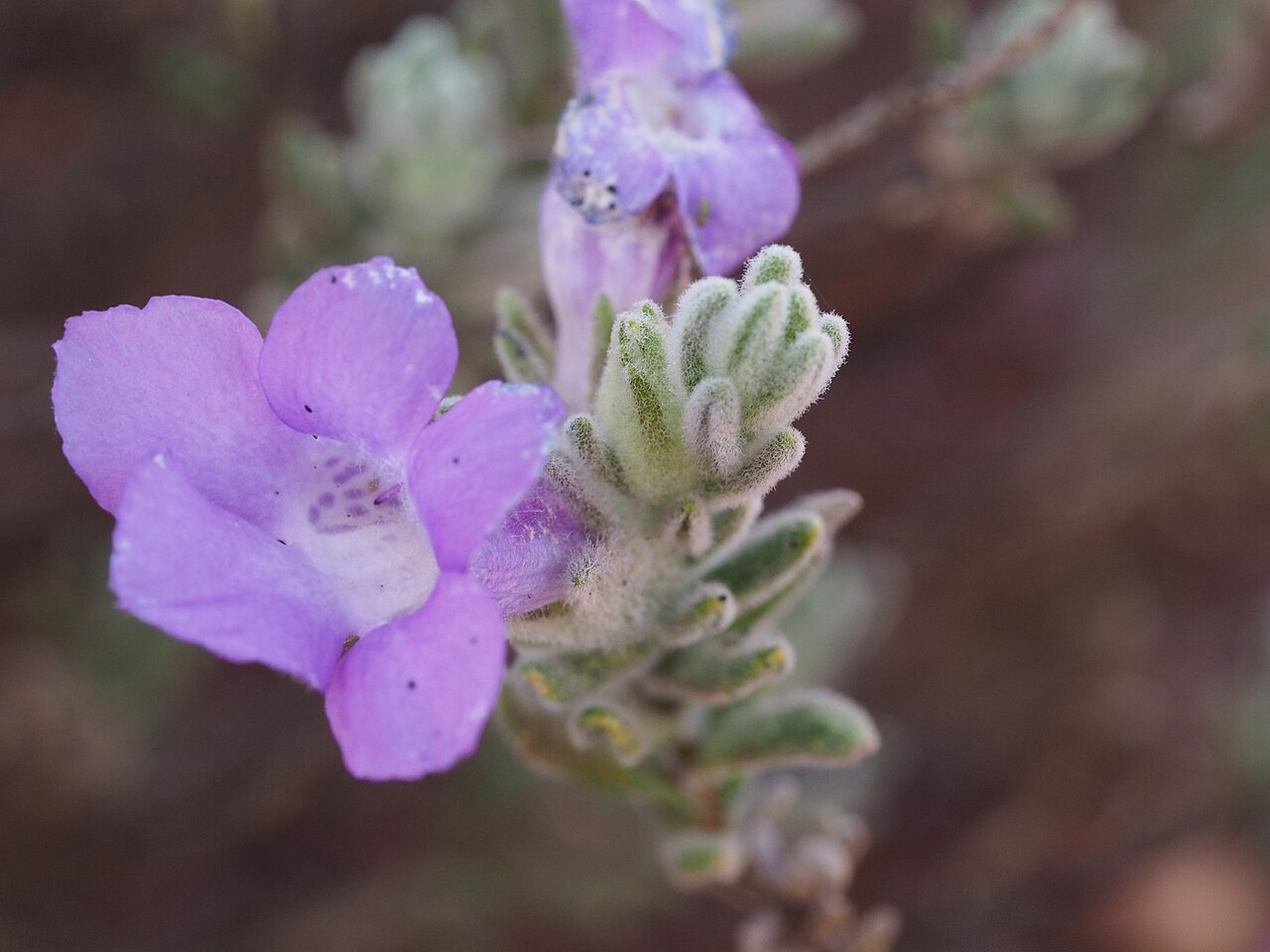 Eremophila caespitosa: Eremophila caespitosa showing the sepals