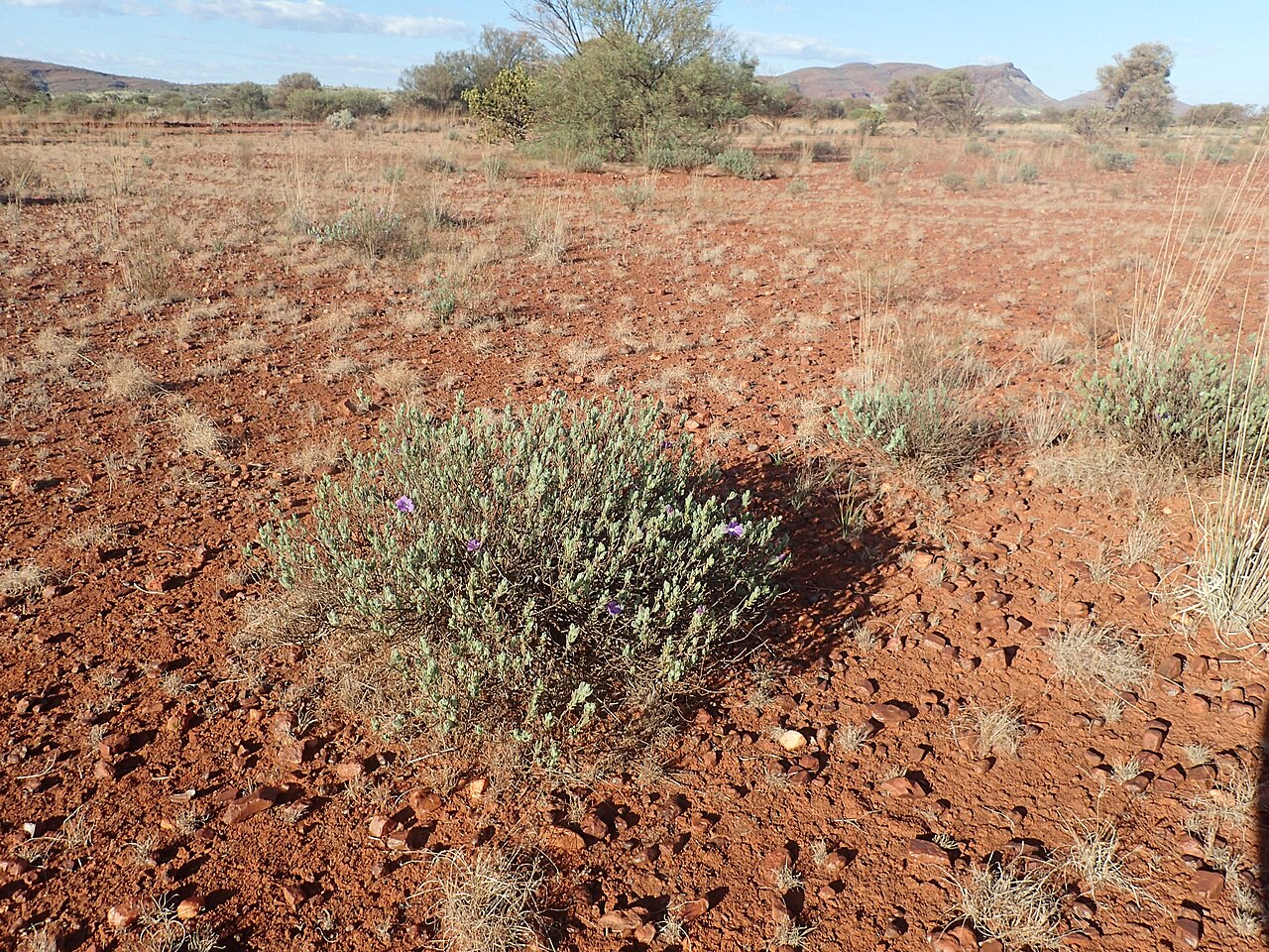 Eremophila caespitosa: Eremophila caespitosa