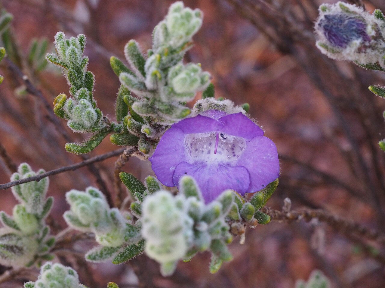 Eremophila caespitosa: Eremophila caespitosa showing the leaves and inside the floral tube