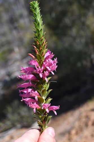 Eremophila calorhabdos (Eremophila calorhabdos)