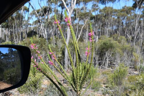 Eremophila calorhabdos (Eremophila calorhabdos)