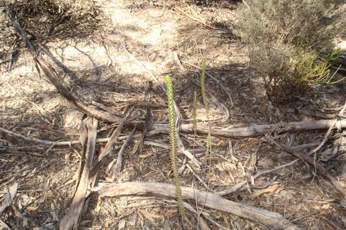 Eremophila calorhabdos (Eremophila calorhabdos)