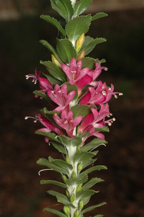 Eremophila calorhabdos: Eremophila calorhabdos