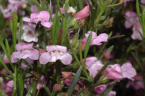 Bell-flowered poverty bush: Eremophila campanulata
