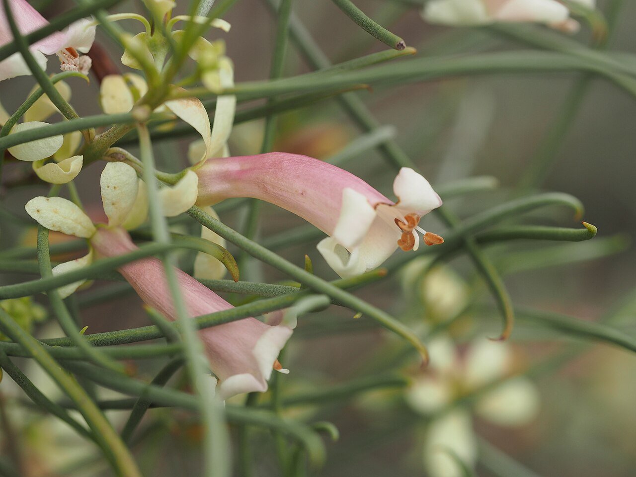 Eremophila caperata: Eremophila caperata growing along a fence in Sanderson Road, near Lake De Courcy in Western Australia