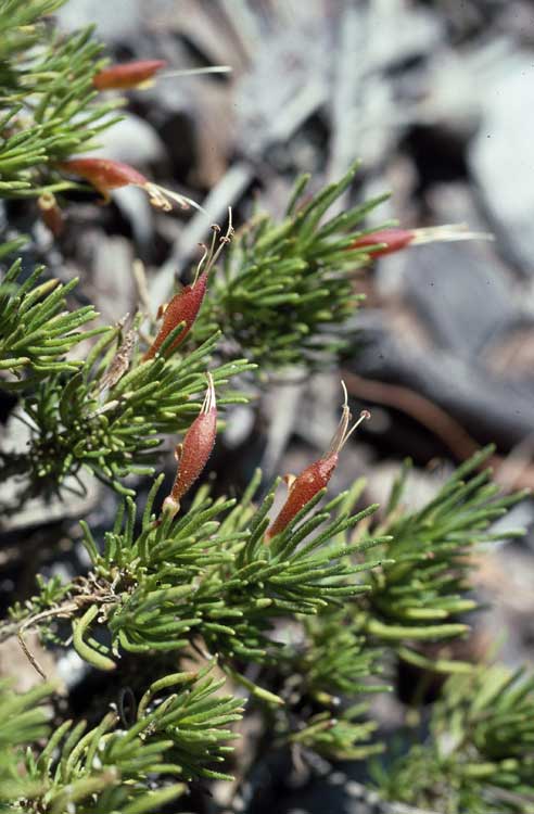 Eremophila chamaephila: Eremophila chamaephila