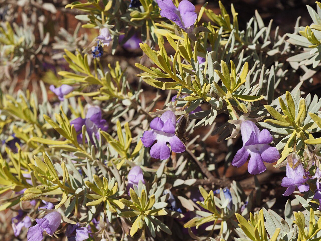 Eremophila citrina: Eremophila citrina growing about 94 km south of Newman