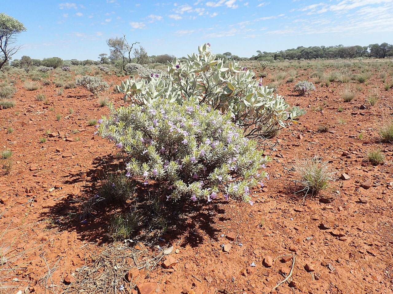 Eremophila citrina: Eremophila citrina growing about 94 km south of Newman