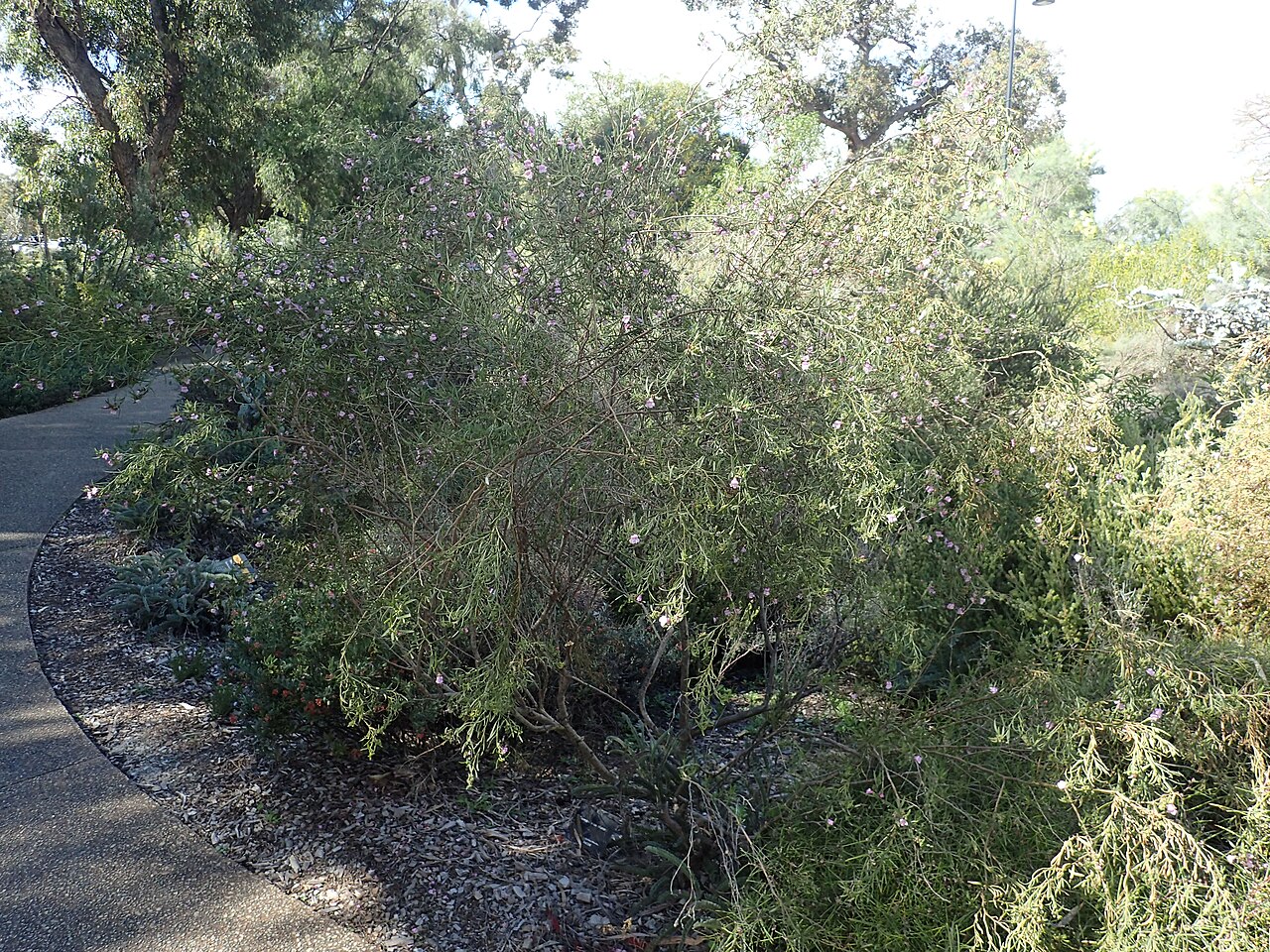 Eremophila complanata: Eremophila complanata in Kings Park, Perth