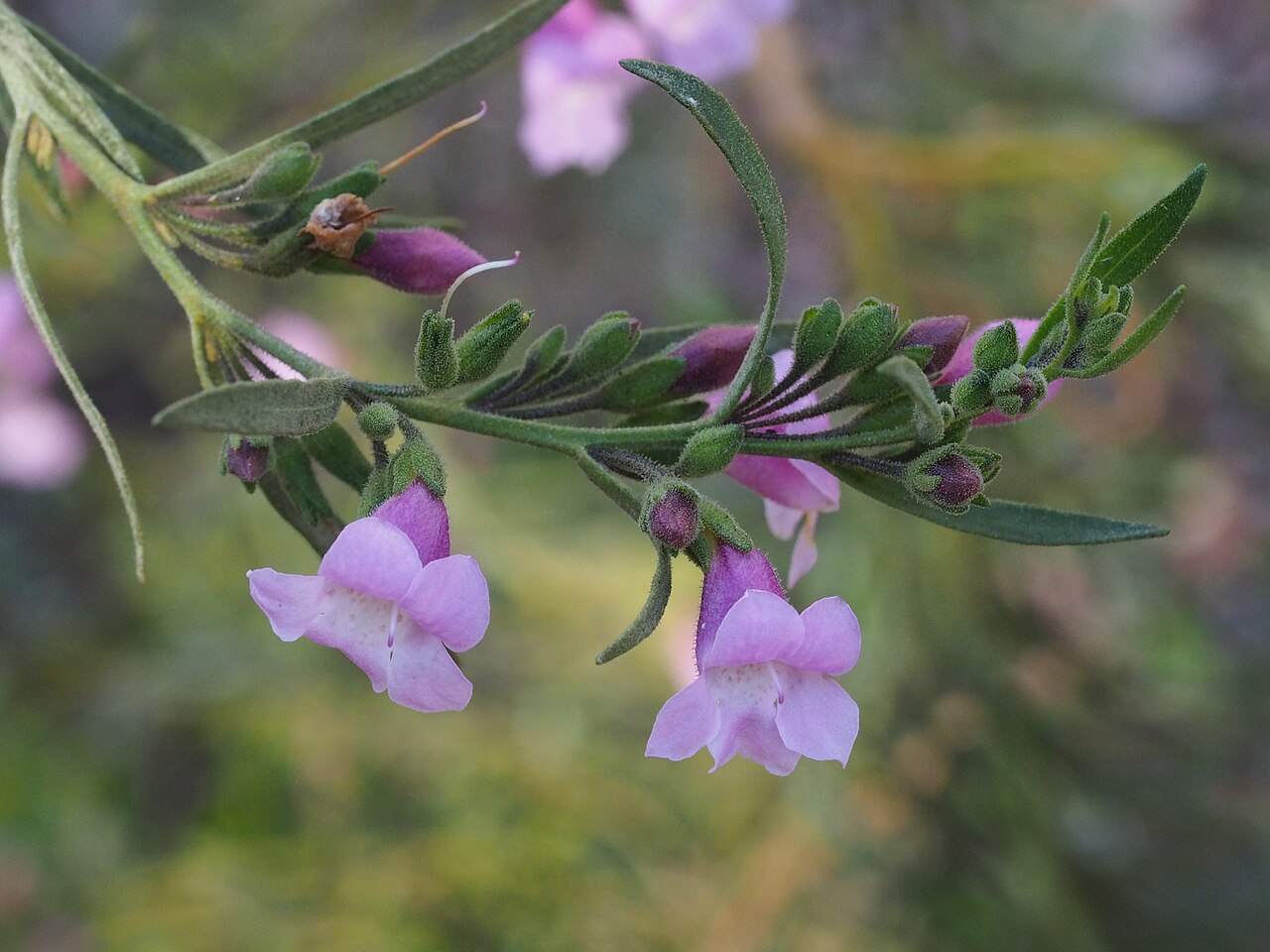 Eremophila complanata: Eremophila complanata in Kings Park, Perth