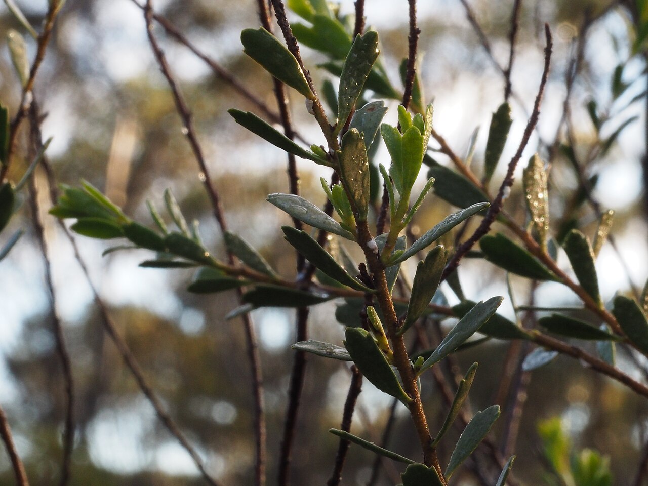 Eremophila compressa: E. compressa growing near Salmon Gums