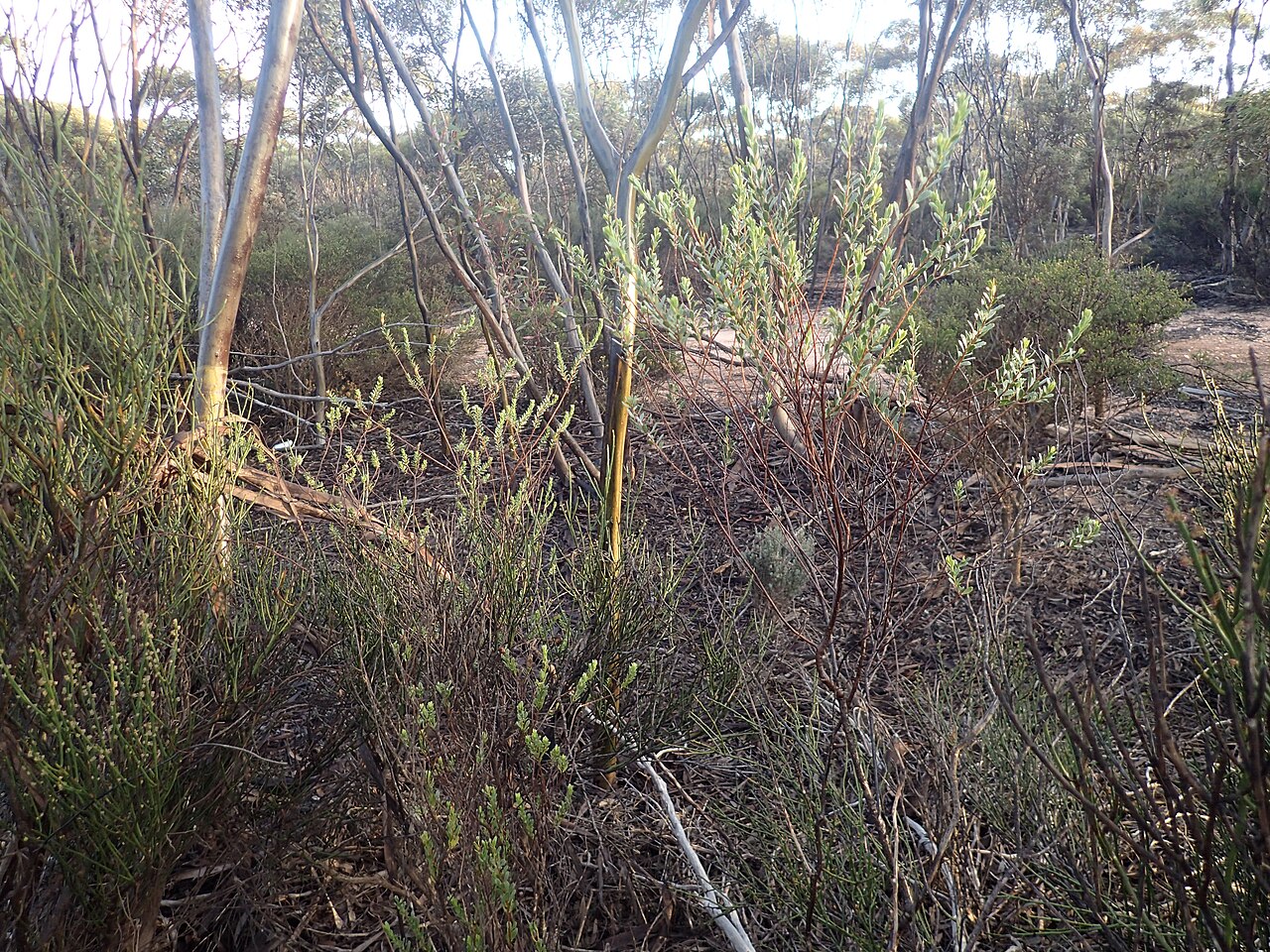 Eremophila compressa: E. compressa growing near Salmon Gums
