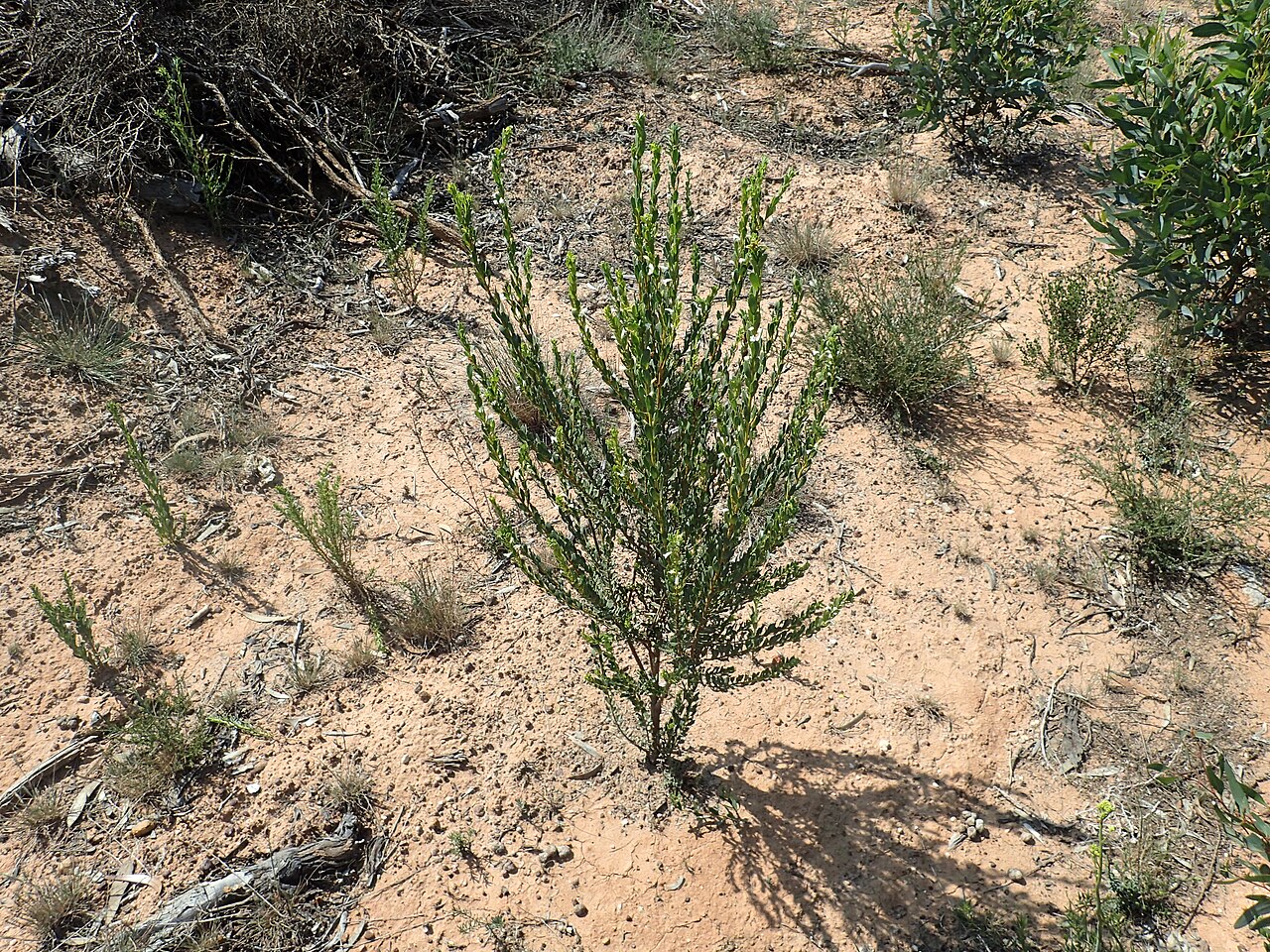 Eremophila compressa: Eremophila compressa growing at the corner of Gimlet Road and Salmon Gums West Road, in graded roadside slay