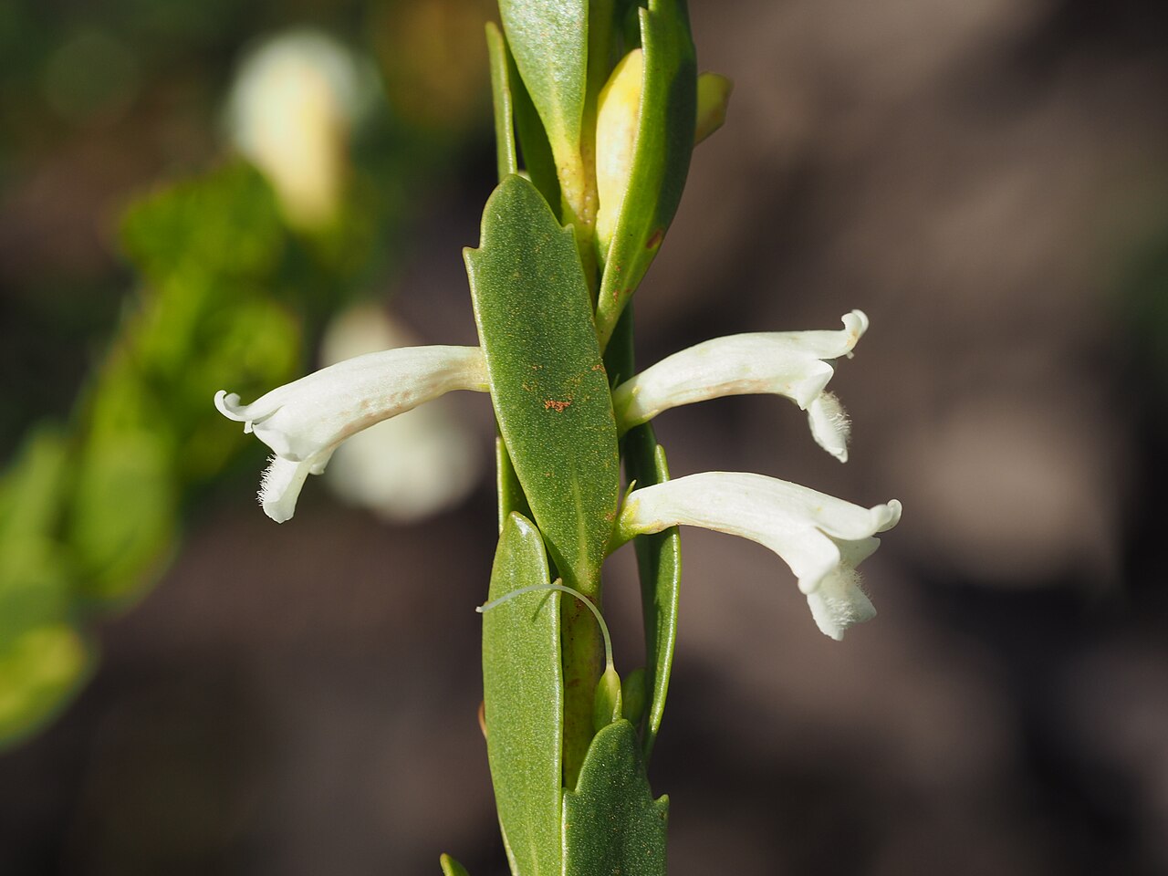 Eremophila compressa: Eremophila compressa growing at the corner of Gimlet Road and Salmon Gums West Road, in graded roadside clay