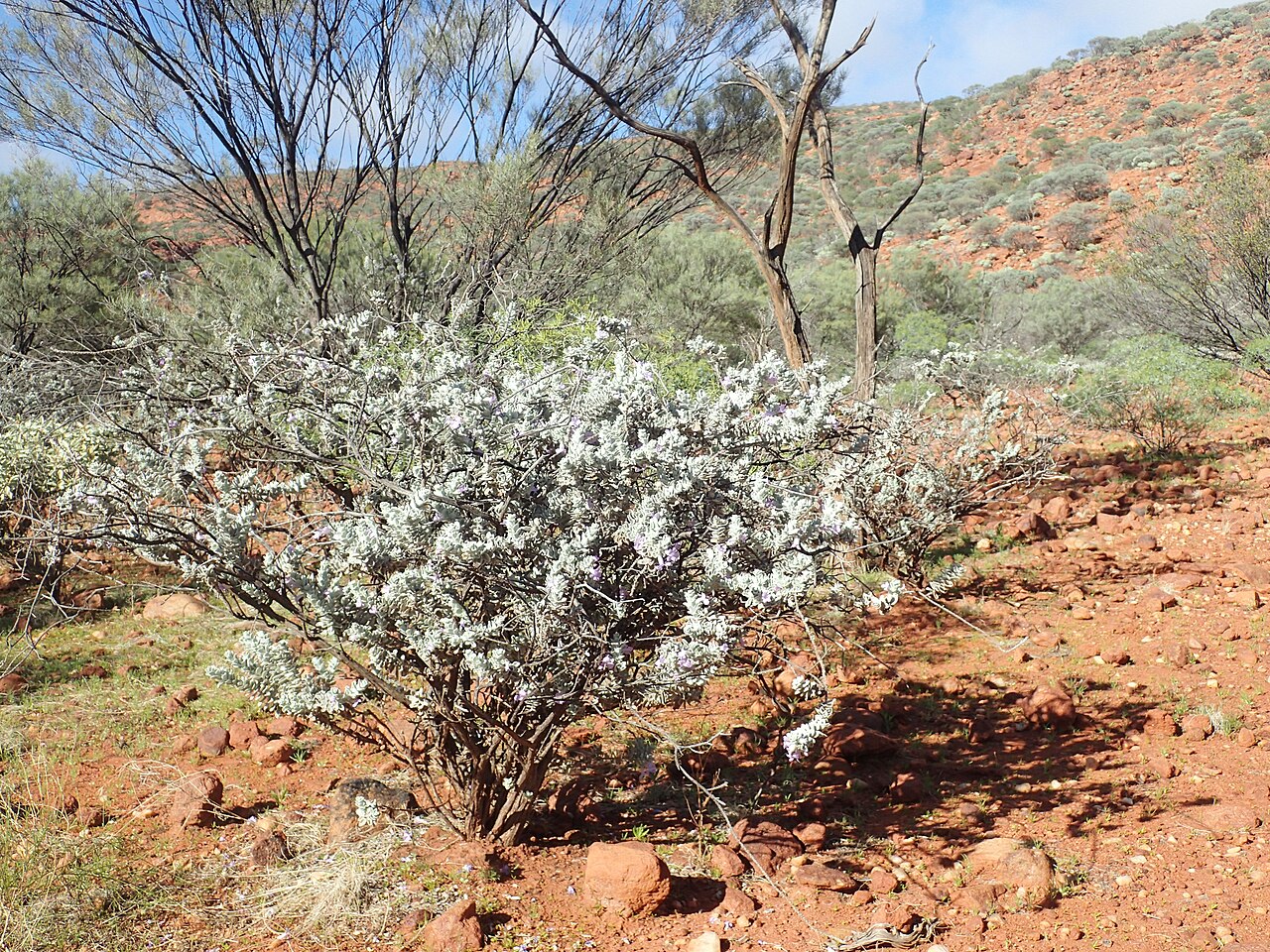 Eremophila conferta: Eremophila conferta growing near Mount Augustus