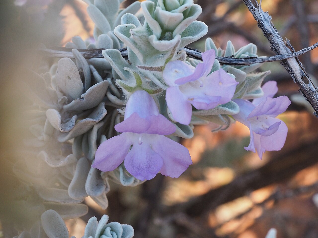 Eremophila conferta: Eremophila conferta growing near Mount Augustus