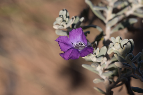 Eremophila cordatisepala (Eremophila cordatisepala)