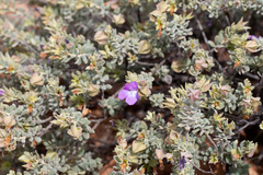 Eremophila cordatisepala (Eremophila cordatisepala)