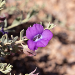 Eremophila cordatisepala (Eremophila cordatisepala)