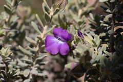 Eremophila cordatisepala (Eremophila cordatisepala)