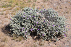 Eremophila cordatisepala (Eremophila cordatisepala)