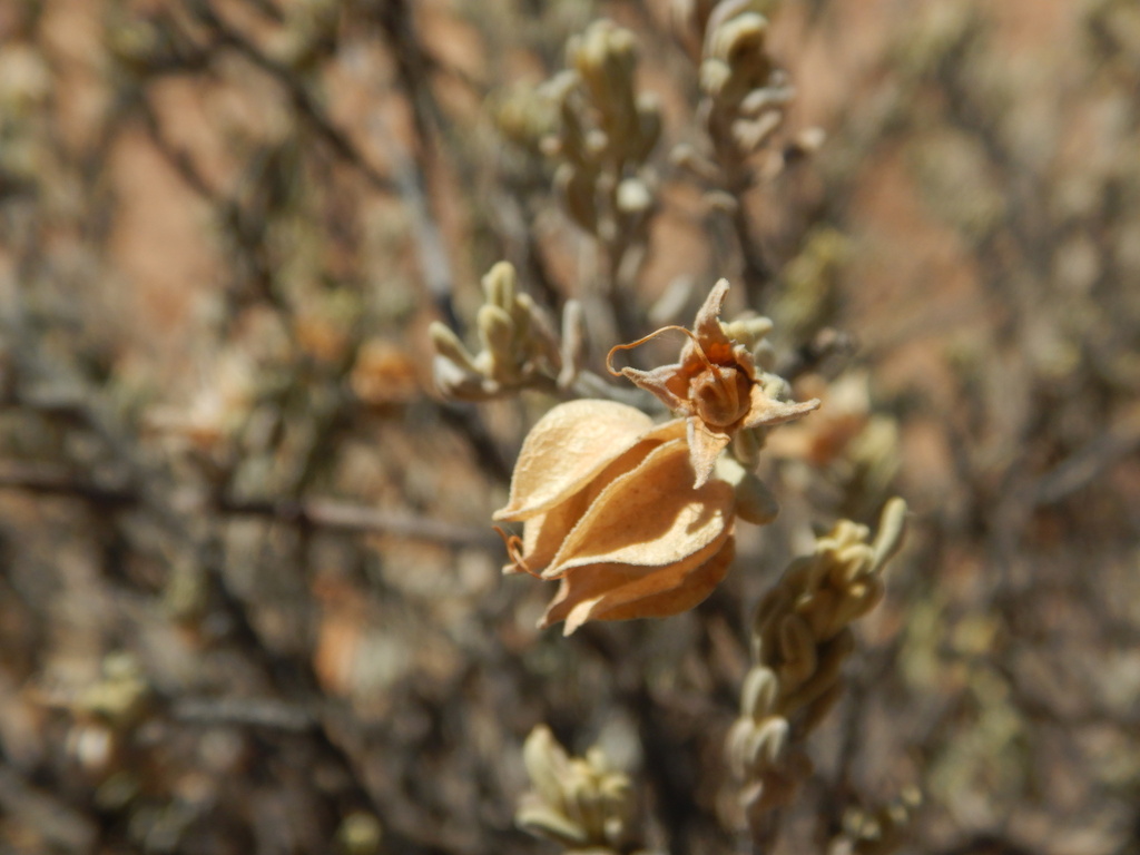 Eremophila cordatisepala (Eremophila cordatisepala)