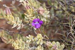 Eremophila cordatisepala (Eremophila cordatisepala)