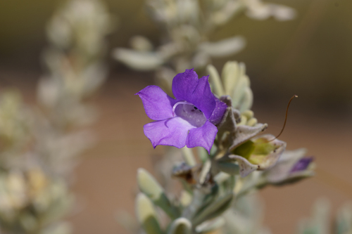 Eremophila cordatisepala (Eremophila cordatisepala)
