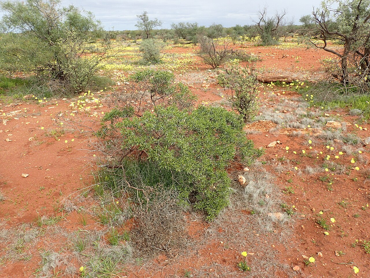 Eremophila crenulata: Eremophila crenulata growing 9 km north of the Overlander Roadhouse