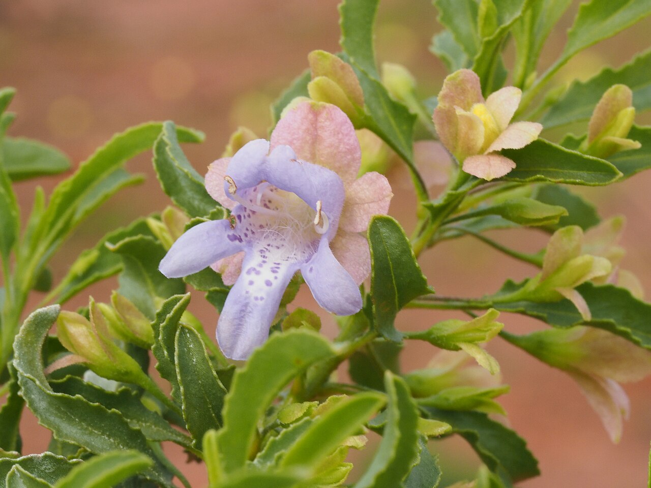 Eremophila crenulata: Eremophila crenulata growing 9 km north of the Overlander Roadhouse