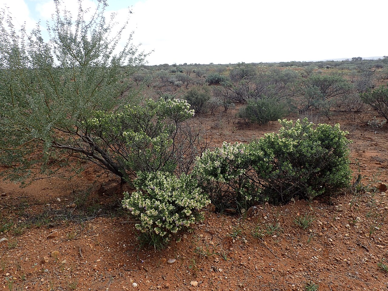 Eremophila cuneifolia: Eremophila cuneifolia (cream-coloured sepals) growing near the Kennedy Range
