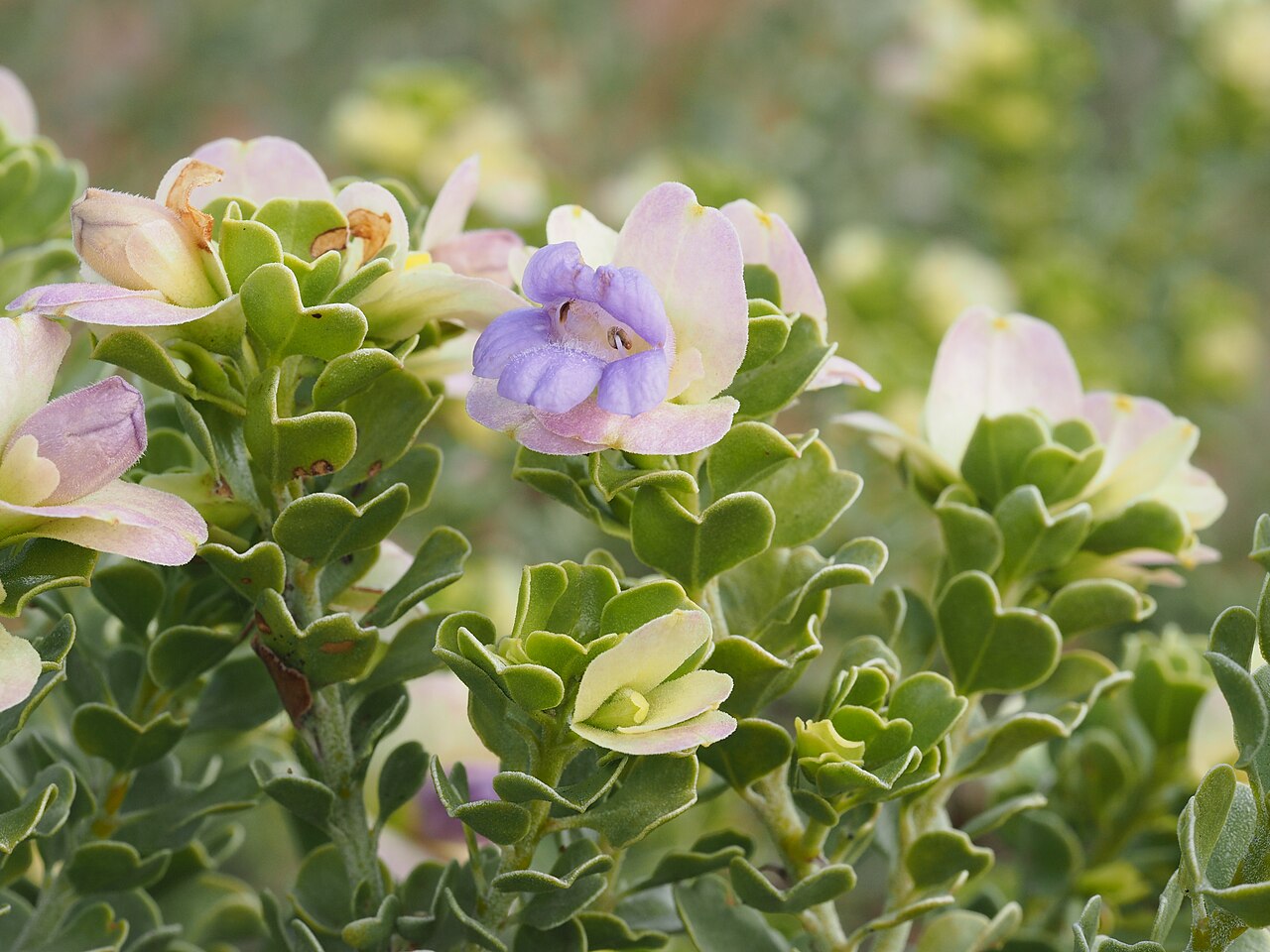 Eremophila cuneifolia: Eremophila cuneifolia (cream-coloured sepals) growing near the Kennedy Range
