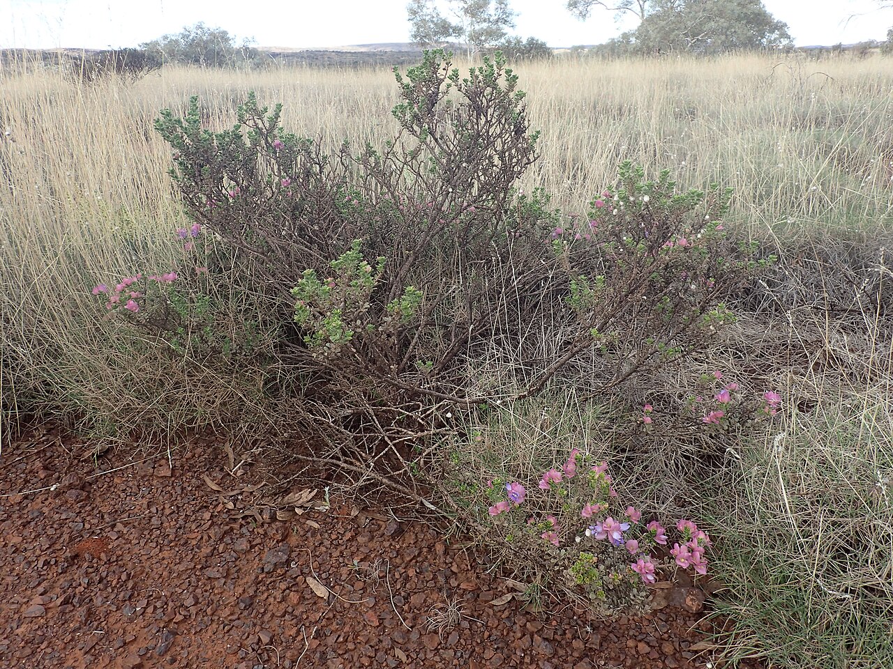 Eremophila cuneifolia: Eremophila cuneifolia (pink sepals) growing near Opthalmia Dam