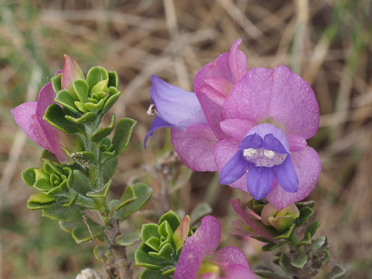 Eremophila cuneifolia: Eremophila cuneifolia (pink sepals) growing near Ophthalmia Dam