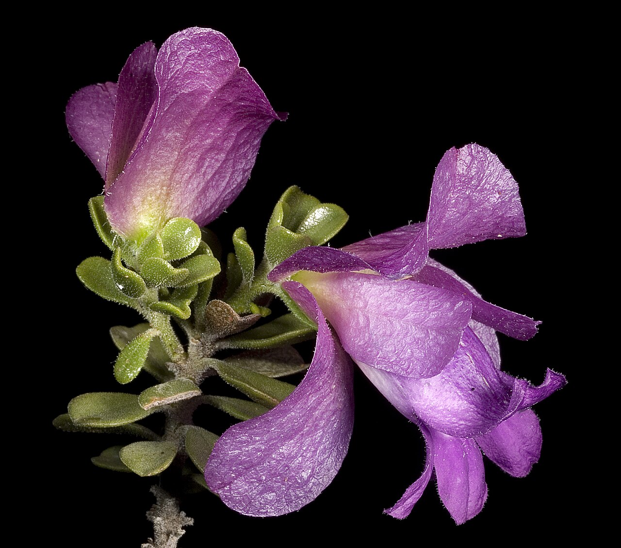 Eremophila cuneifolia: N Gibson 4600