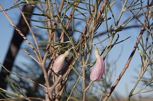 Eremophila dalyana: Eremophila dalyana in Innamincka