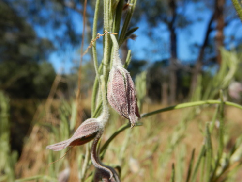 Eremophila dalyana (Eremophila dalyana)
