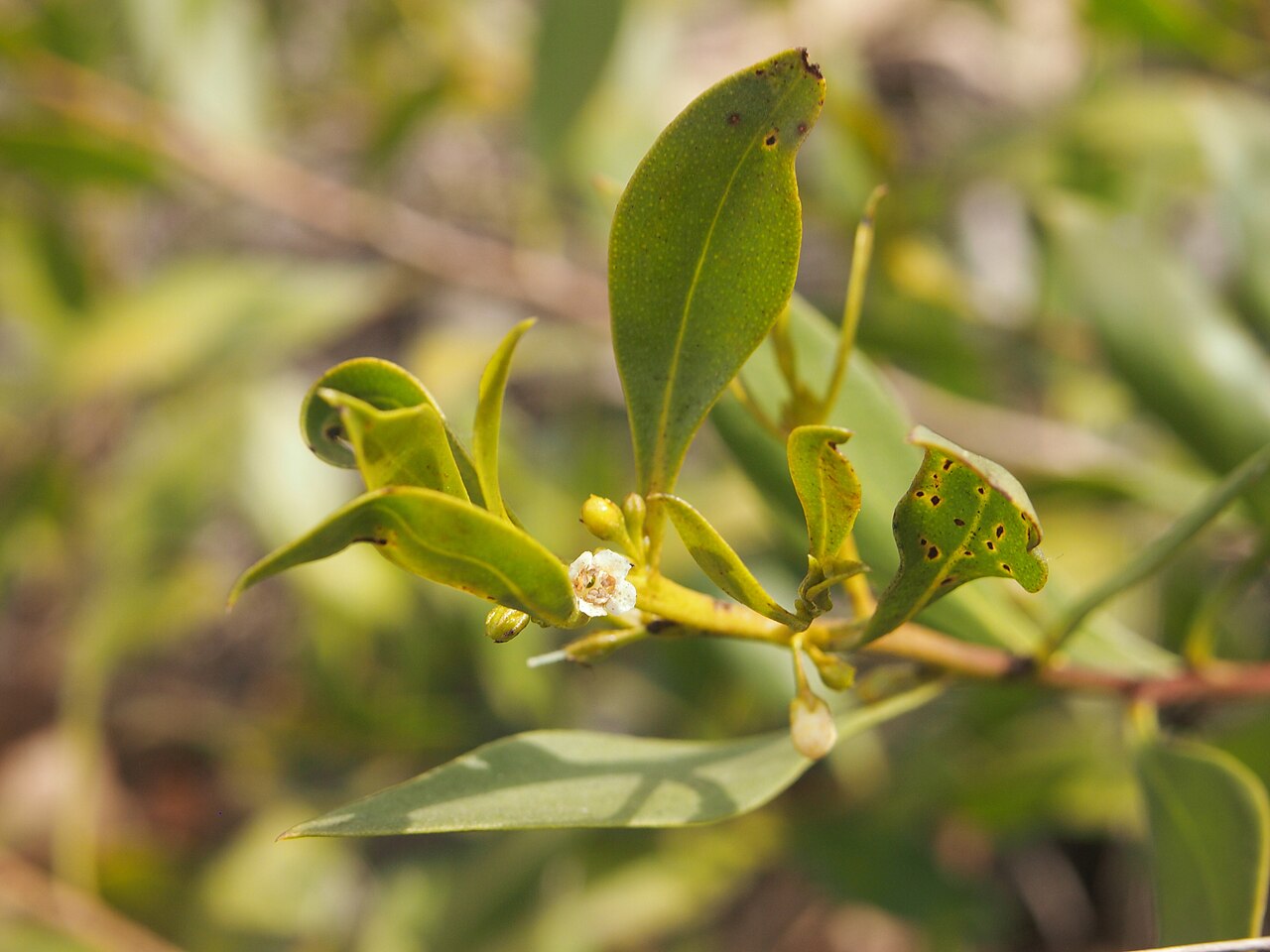 Amulla: Eremophila debilis