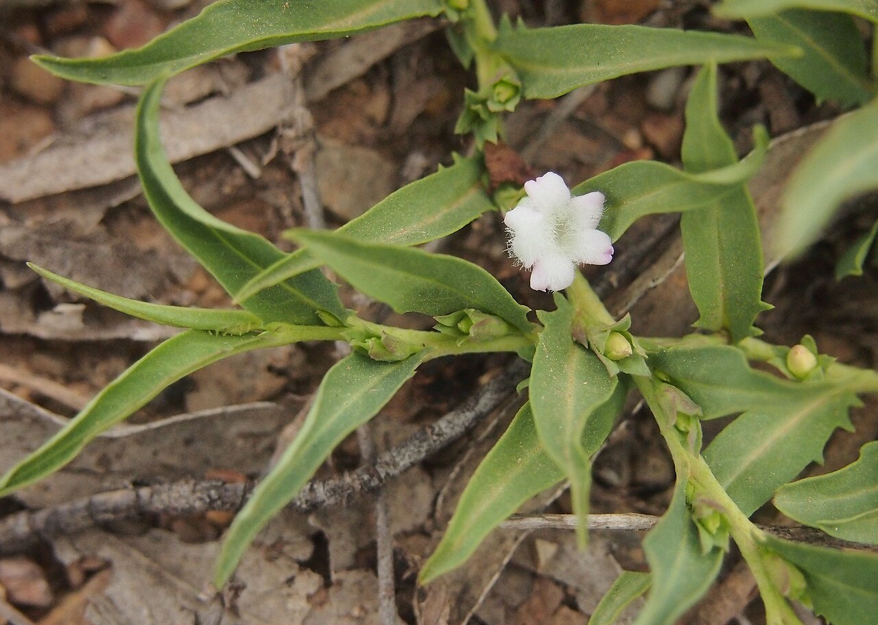 Amulla: Eremophila debilis fruit & foliage