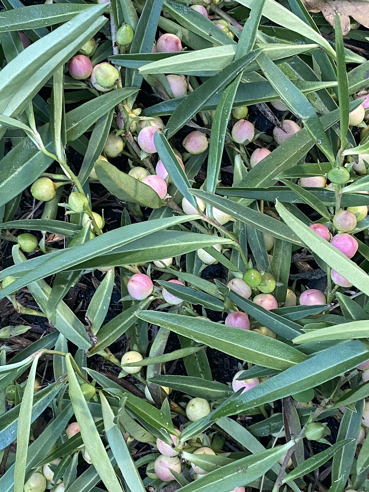 Amulla: Eremophila debilis - fruit and foliage - cultivated specimen growing in my garden in Bowral New South Wales