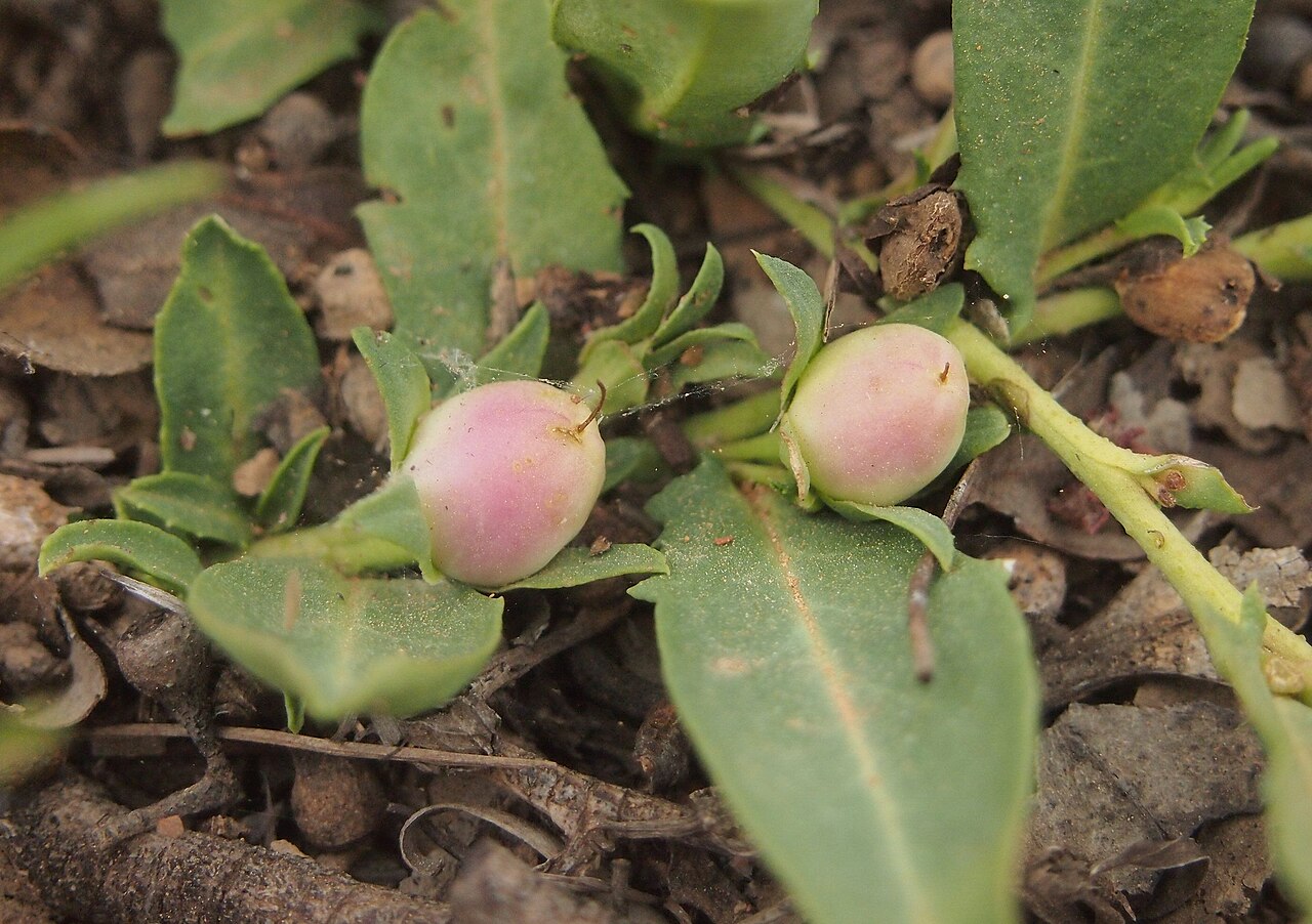 Amulla: Eremophila debilis fruit