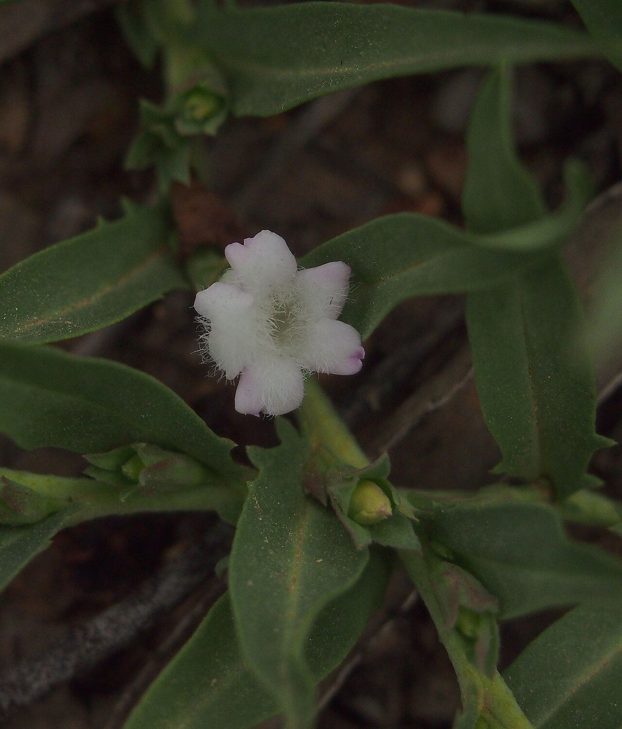 Amulla: Eremophila debilis flower