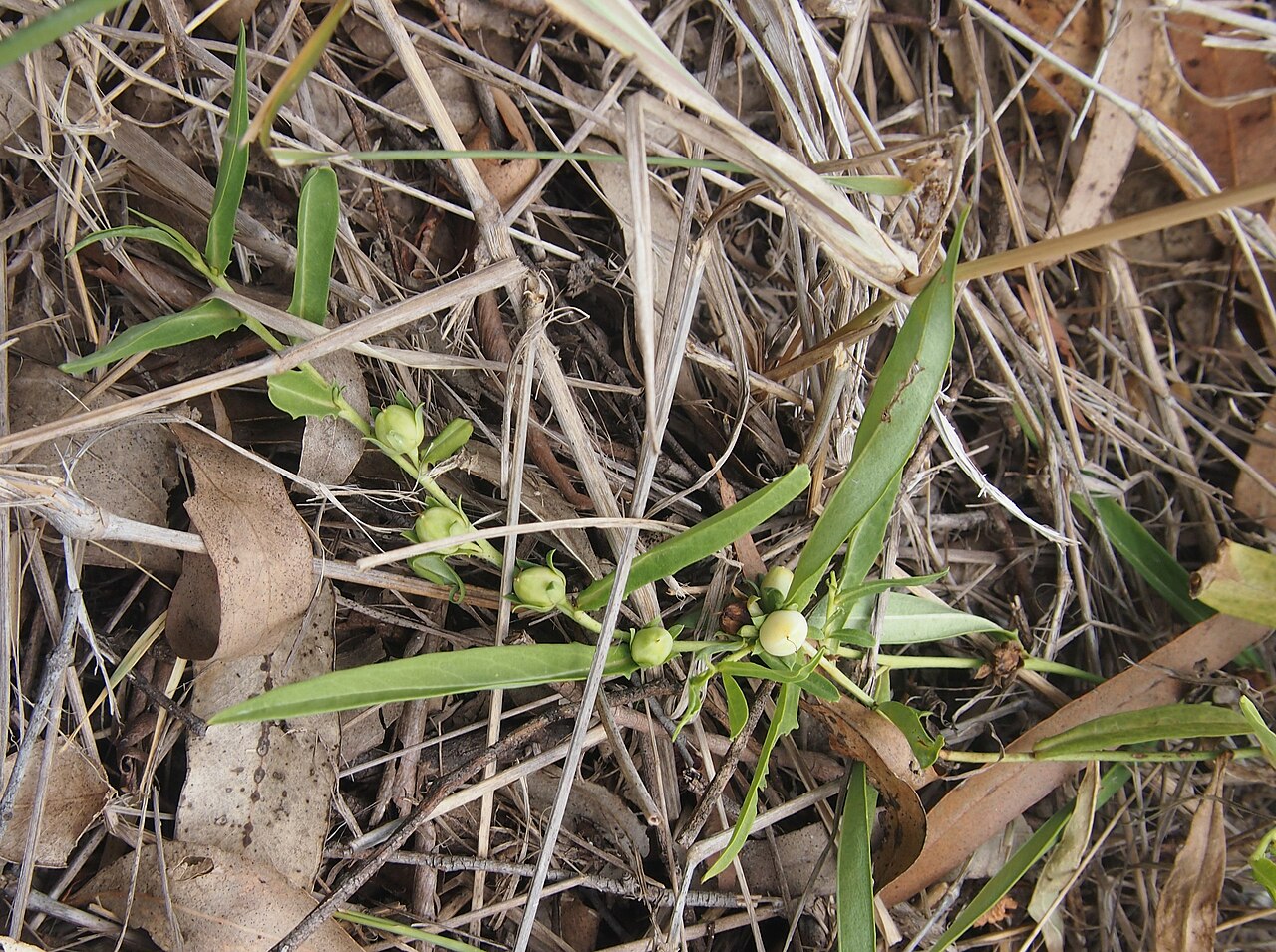 Amulla: Eremophila debilis fruit
