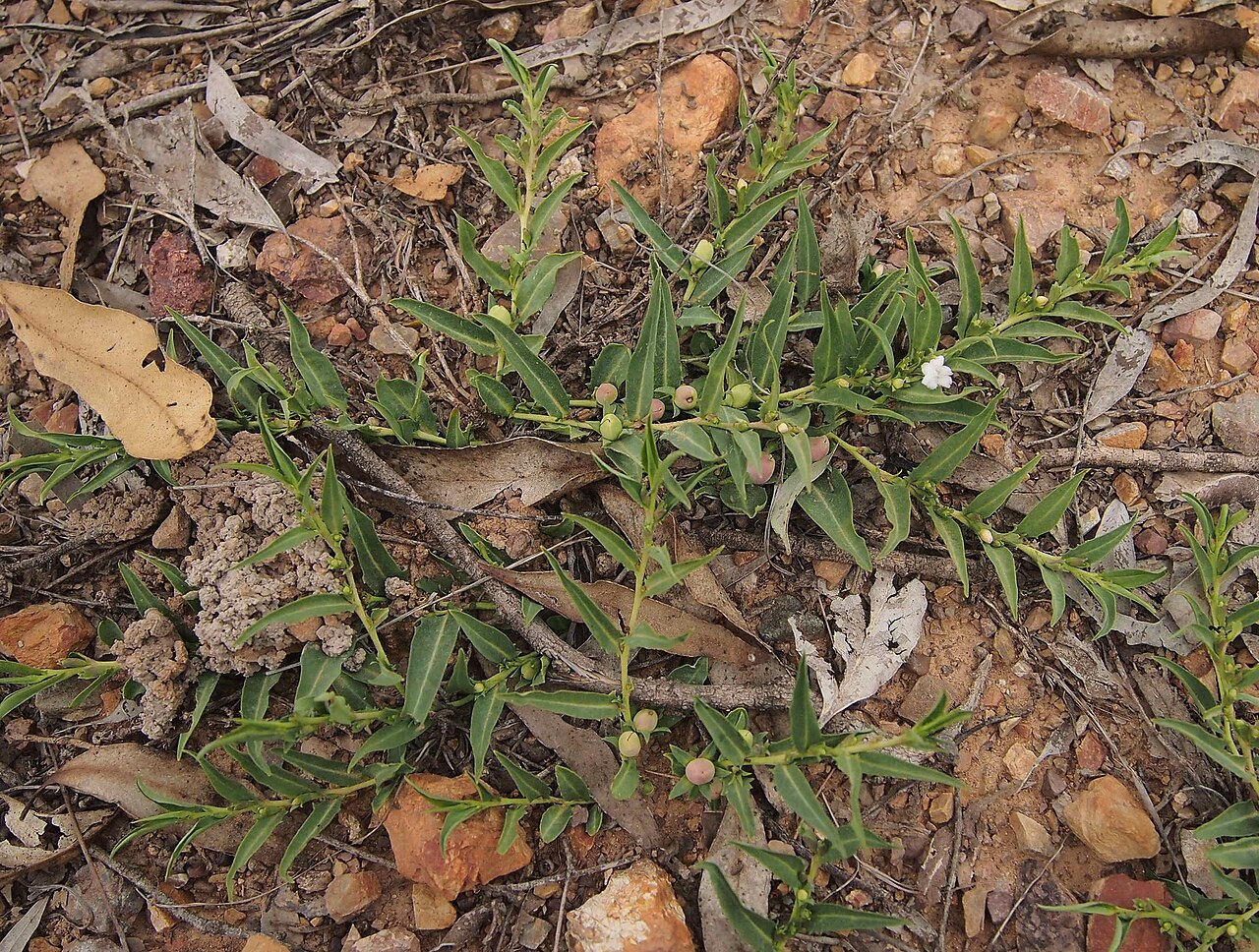 Amulla: Eremophila debilis