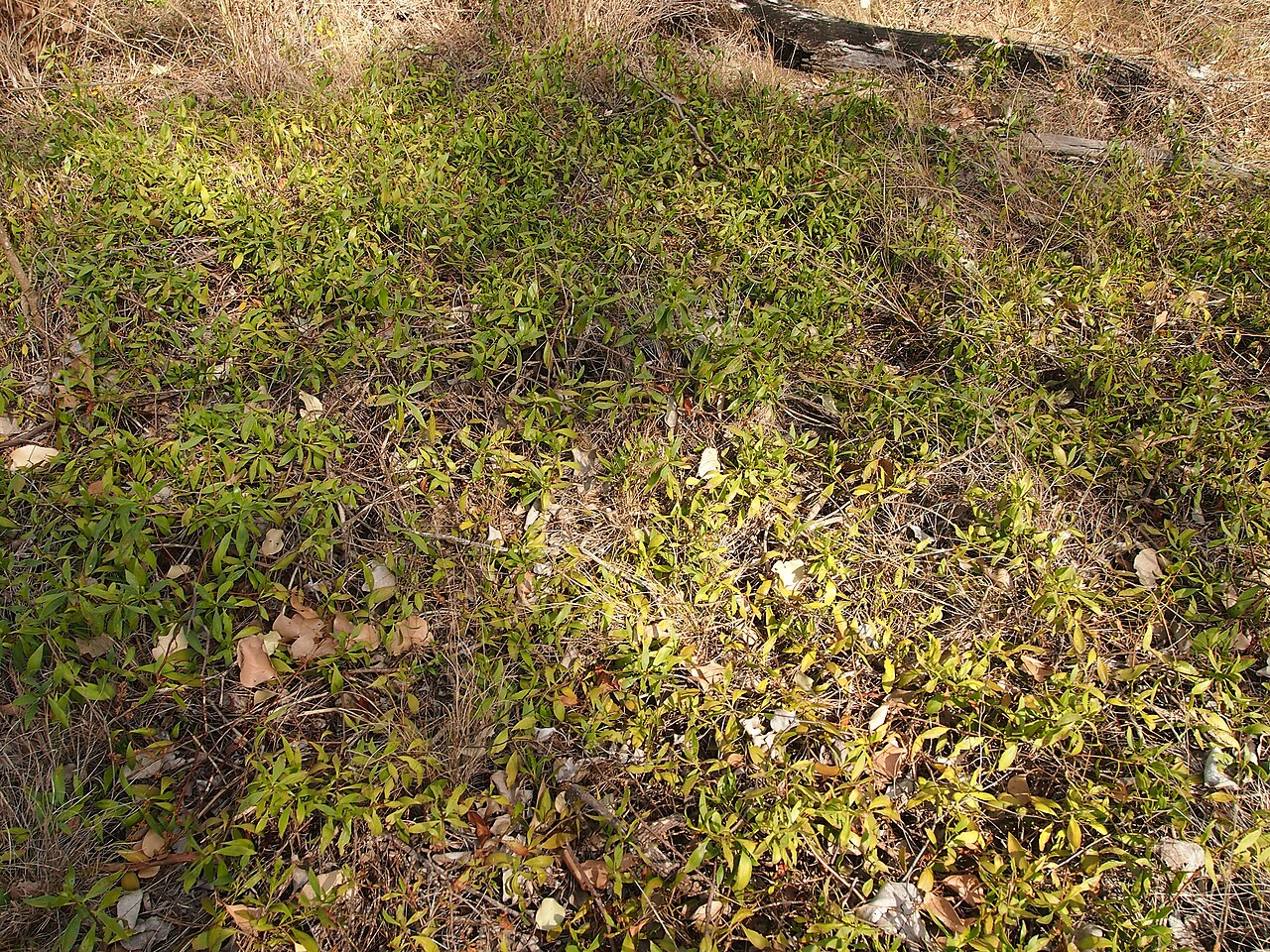 Amulla: Eremophila debilis' habit