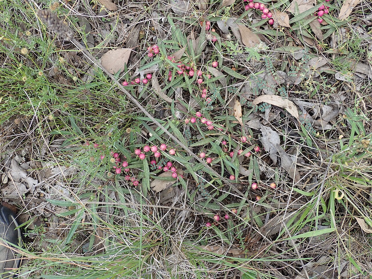 Amulla: Native warm-season perennial hairless prostrate spreading shrub to 1 m diameter (rarely to 2 m). Leaves are lanceolate to elliptic and 2–12.5 cm long; margins h