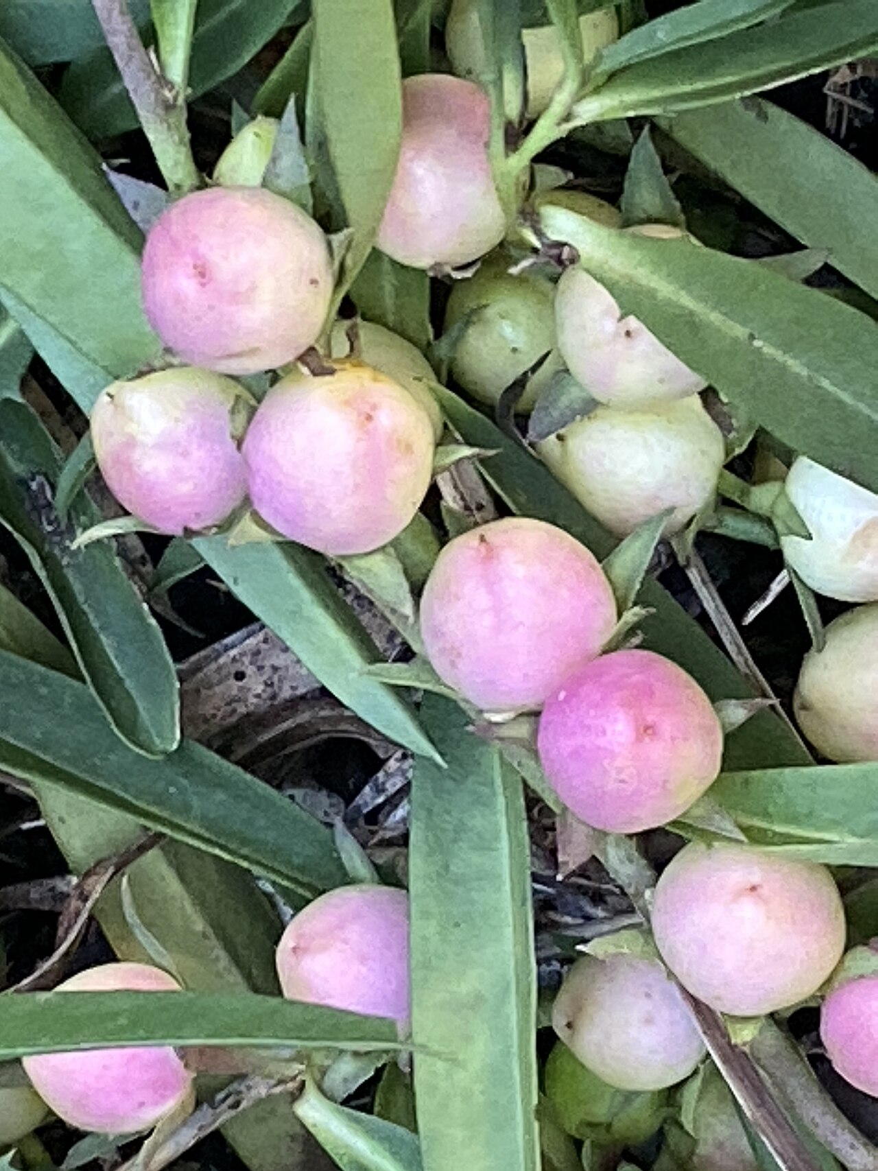 Amulla: Eremophila debilis is a prostrate species - a cultivated specimen growing in my garden in Bowral, New South Wales
