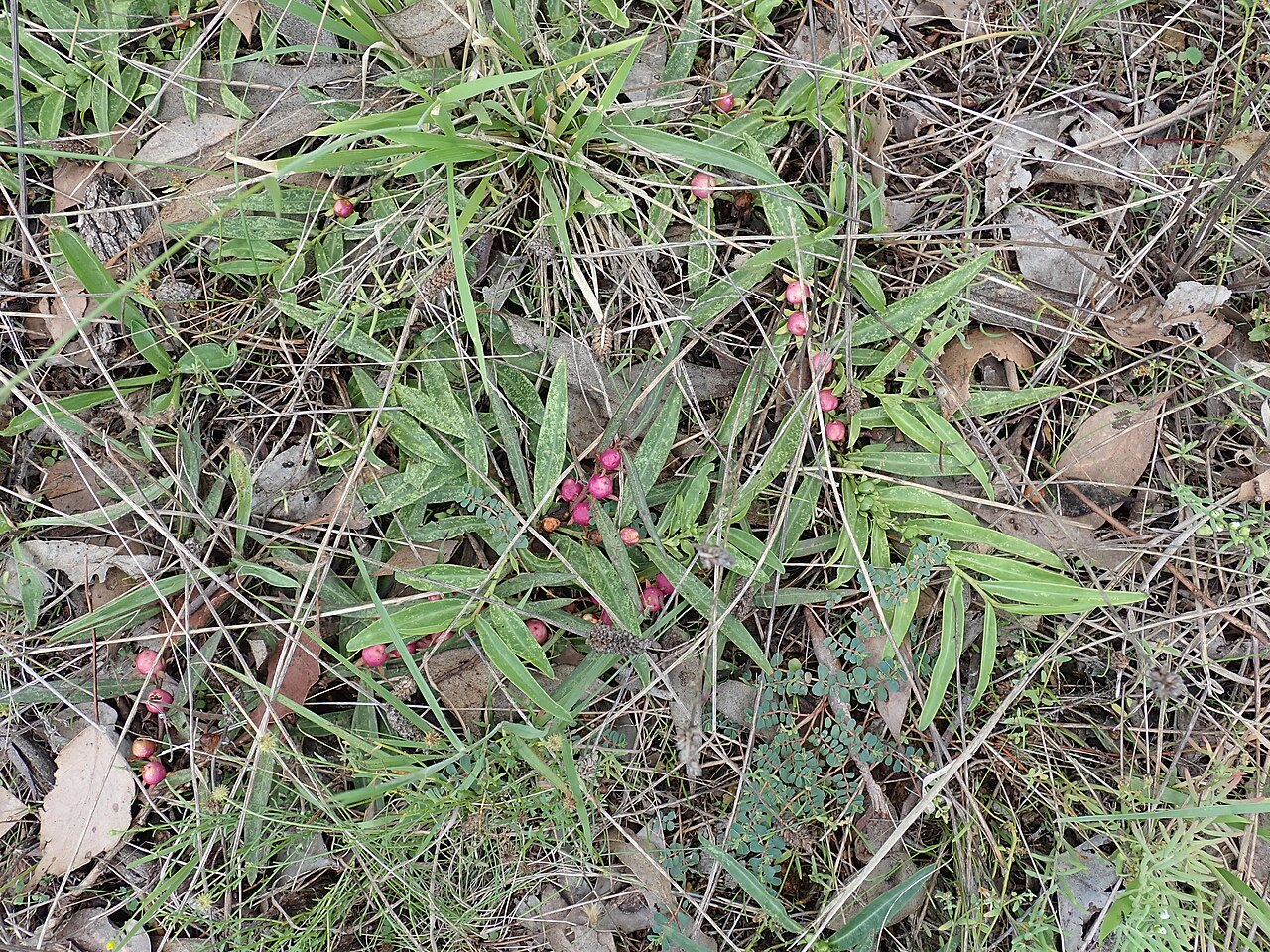 Amulla: Native warm-season perennial hairless prostrate spreading shrub to 1 m diameter (rarely to 2 m). Leaves are lanceolate to elliptic and 2–12.5 cm long; margins h